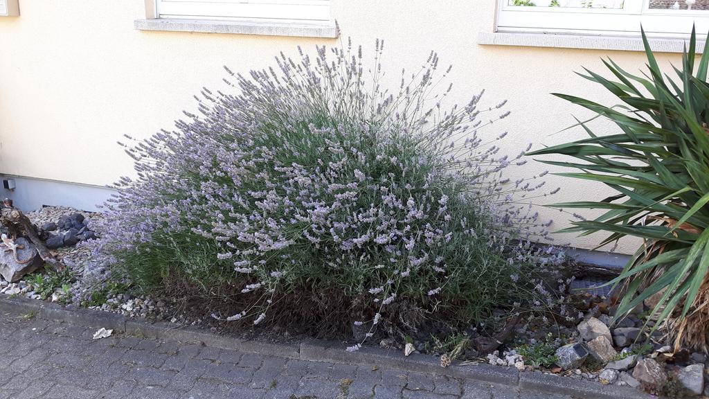 Winzerhof Senn Διαμέρισμα Vogtsburg Εξωτερικό φωτογραφία